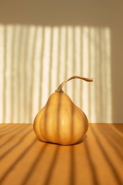 Butternut squash on orange on sunlight. Still life clipart