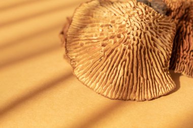 Kurutulmuş mantar dokusu. Kapat.