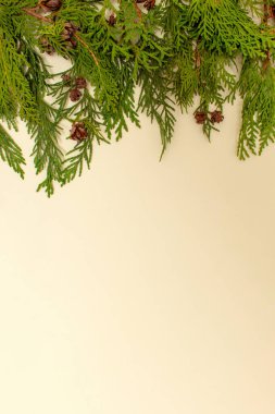 Parlak arkaplandaki yeşil doğal yeşil dallar. Boşluğu kopyala