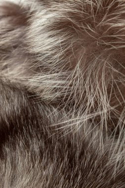 Gri ve siyah doğal kürk. Dokulu arka plan. Yavaş moda