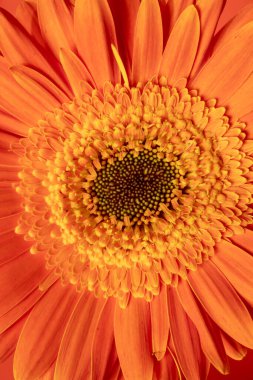 Turuncu yakın çekim gerbera çiçek