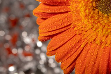 Orange gerbera flower with water drops and gray shiny background, close-up clipart