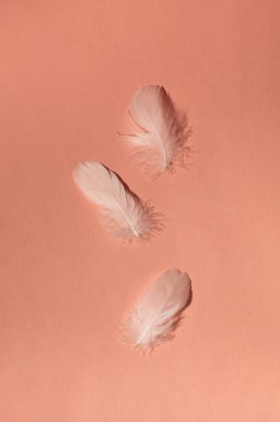 Pembe arka planda beyaz tüyler. Minimalist kompozisyon