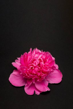 Siyah arka planda pembe şakayık