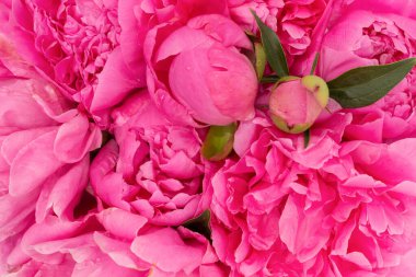 Su damlalı pembe şakayık.