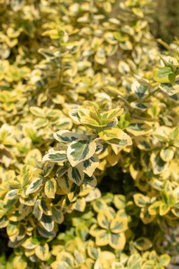 Ebedi yeşil süs çalısı Euonymus serveti bahçede yetişir. Duvar kağıdı, arkaplan