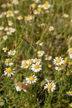 Güneşli bir günde çimlerde papatya çayı. Arkaplan doğası