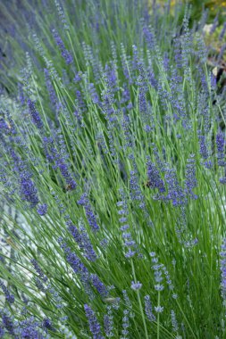 Bal arısı lavanta çiçeklerini döllüyor. Arılı lavanta çiçeklerinin bulanık yaz arkaplanı. Güzel arkaplan, yumuşak odak.