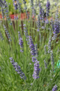 Gün batımında açan lavanta çiçeğini kapat. Lavanta tarlalarındaki lavanta aromalı çiçeklerin çalıları üzerine seçici odak noktası
