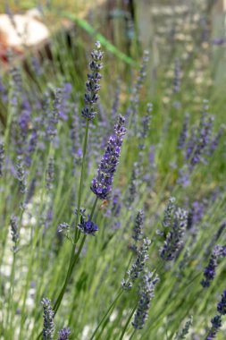 Gün batımında açan lavanta çiçeğini kapat. Lavanta tarlalarındaki lavanta aromalı çiçeklerin çalıları üzerine seçici odak noktası