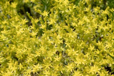 Kopyalama alanı olan sarı arkaplan. Vahşi doğada, kayalık topraklarda taş devri (Sedum hektarı) yetişir..