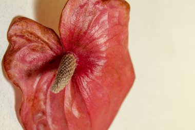 Beyaz arka planda anturyum çiçeği..