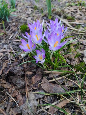 Açıklıkta mor kardamlaları açıyor.