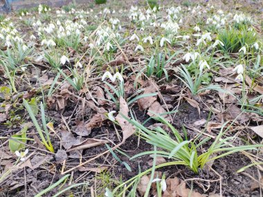 Açıklıkta beyaz kar damlaları açıyor.