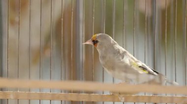 Yakın planda kafeste küçük bir kuş. 4K