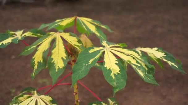 Πλάνα Από Πράσινα Και Κίτρινα Φύλλα Κασάβα Στον Κήπο — Αρχείο Βίντεο