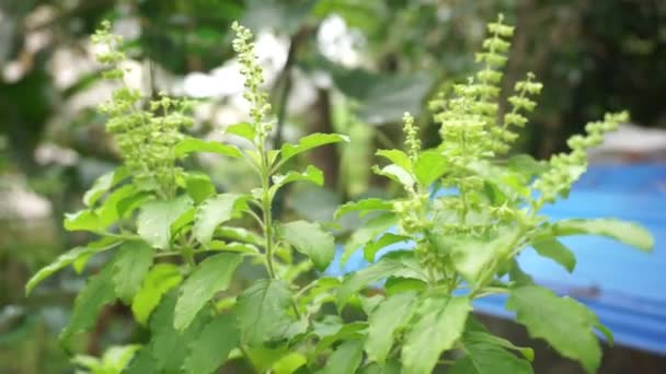 초록색 정원에 꽃들의 — 비디오