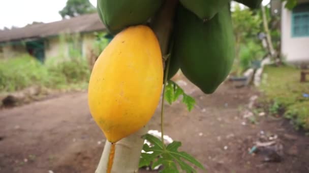 Tas Papaye Sur Arbre Des Fruits Tropicaux Célèbres Indonésie — Video