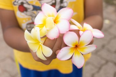 Frangipani çiçeğini tutan küçük çocuk.