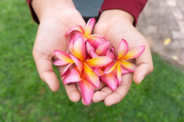 Üst manzara el ele tutuşmuş biraz frangipani çiçeği
