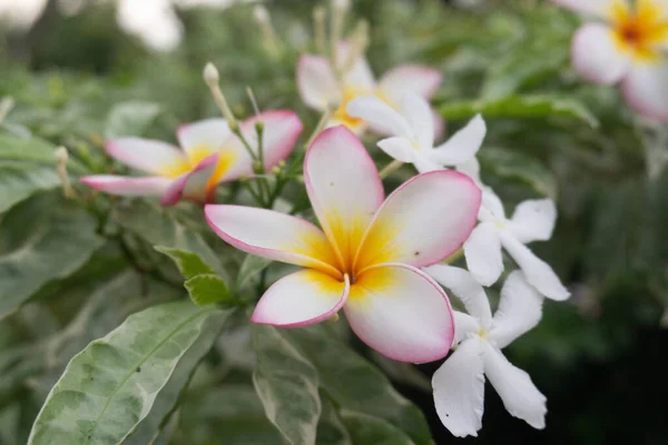 Деякі Квіти Франгіпані Падають Рослини Варення Саду — стокове фото