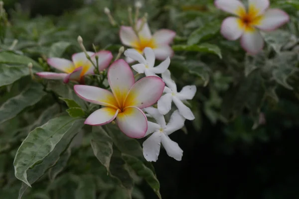 Algumas Flores Frangipani Caem Plantas Jamine Jardim — Fotografia de Stock