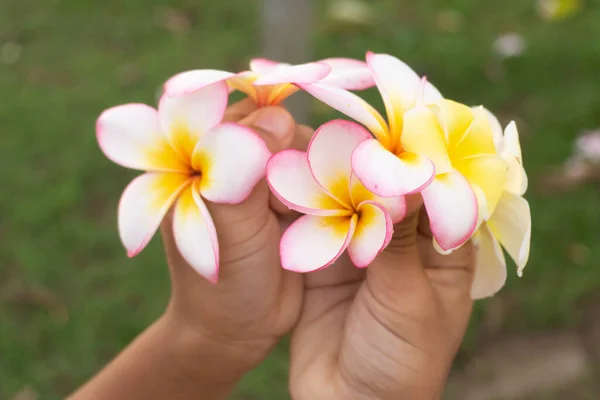 Przycięte Ręce Trzymając Kwiat Frangipani — Zdjęcie stockowe
