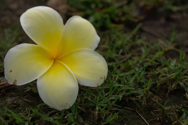 Close Frangipani Λουλούδι Στο Πράσινο Γρασίδι Αντίγραφο Χώρο — Φωτογραφία Αρχείου