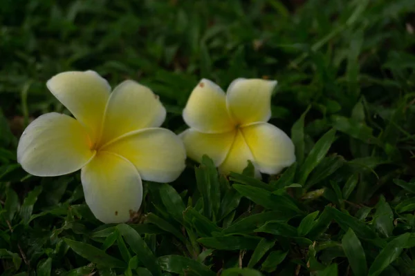 Nahaufnahme Zweier Gelber Frangipani Blüten Auf Grünem Gras Mit Kopierraum — Stockfoto