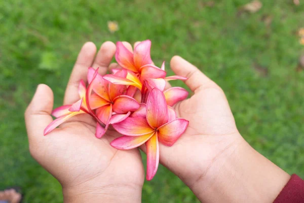 Vista Superior Cortado Asiático Menina Mãos Segurar Alguns Frangipani Flor — Fotografia de Stock