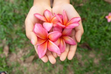 Frangipani çiçeklerini tutan ellerin dikey görüntüsü