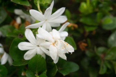 Ağaçta yasemin çiçeği. Boşluğu kopyala