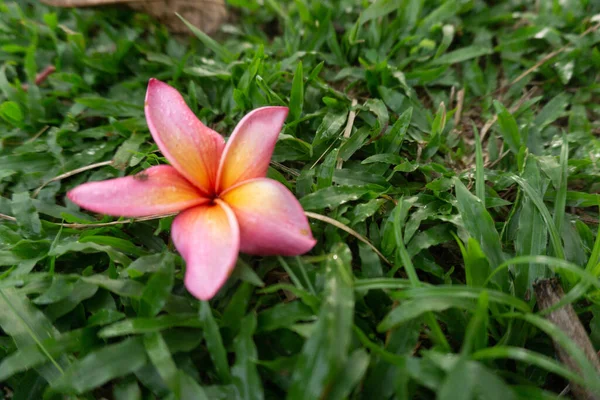 Rosa Plumeria Blomma Trädgården — Stockfoto