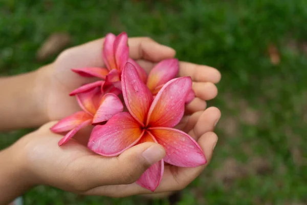 Mãos Segurando Algumas Flores Frangipani — Fotografia de Stock