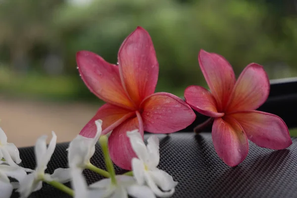Zbliżenie Kwiatów Frangipani — Zdjęcie stockowe