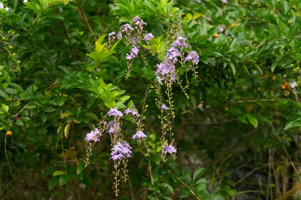 Duranta Erecta Λουλούδια Στο Δέντρο Χρυσή Σταγόνα Δροσιάς — Φωτογραφία Αρχείου