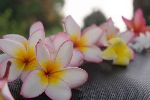 Закрыть Вид Цветок Франжипани — стоковое фото