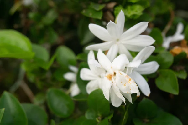 Λουλούδι Γιασεμί Στο Δέντρο Αντίγραφο Χώρου — Φωτογραφία Αρχείου