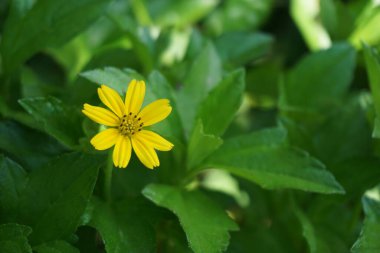 Sarı wedellia trilobata asia çiçeğinin yatay görünümü