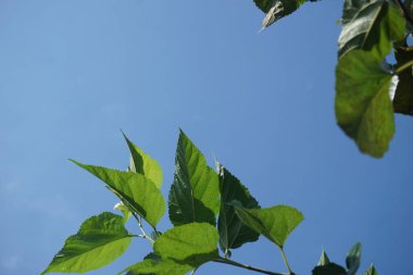 Mavi gökyüzünün altında dut yapraklarının düşük açılı görüntüsü. Çok güneşli bir günde çekilmiş.
