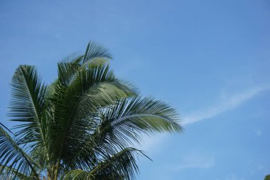 Hindistan cevizi yaprakları parlak mavi gökyüzünün altında. Çok güneşli bir günde çekilmiş.
