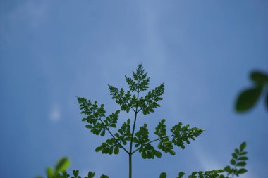 Moringa yapraklarının düşük açılı görüntüsü açık mavi gökyüzünün altında. Çok güneşli bir günde çekilmiş.