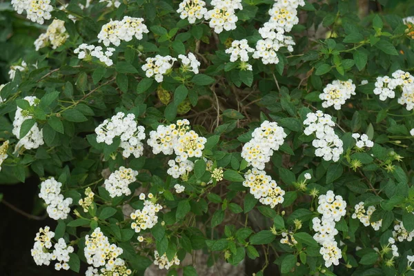 Arbusto Lantana Exuberante Con Flores Blancas — Foto de Stock