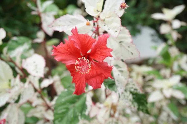 Kwiat Hibiskusa Urozmaiconymi Liśćmi — Zdjęcie stockowe