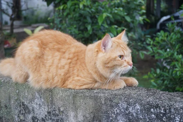 Cat Lying Top Fence Wall — Stock Photo, Image