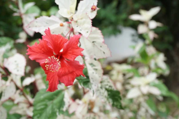 Hibiscus Fleur Aux Feuilles Panachées — Photo