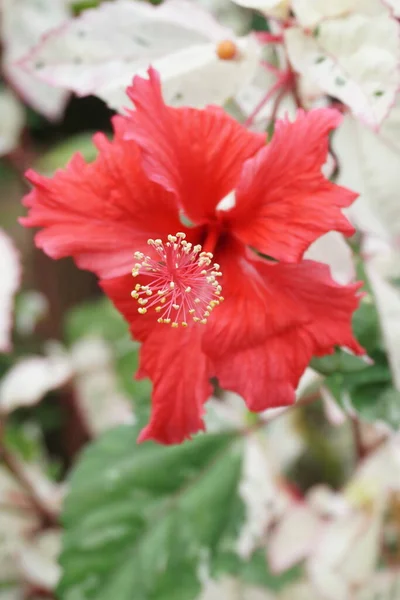Ibiškový Květ Pestrobarevnými Listy — Stock fotografie