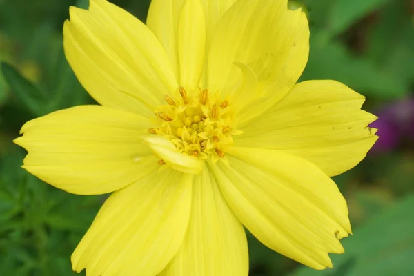 Kosmos Síra Sírový Kosmos Druh Kvetoucí Rostliny Slunečnicové Čeledi Asteraceae — Stock fotografie