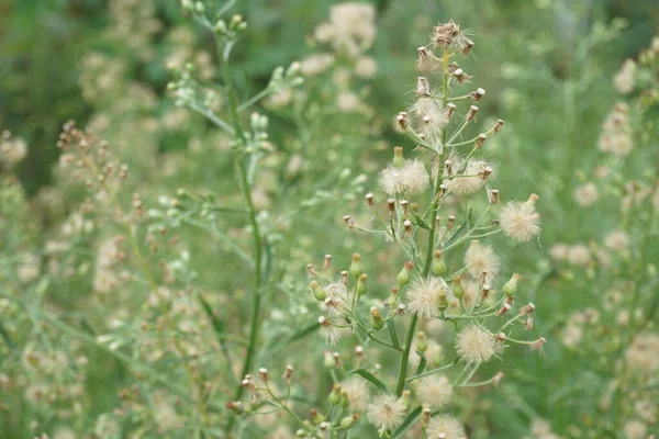 stock image Coulter's horseweed (Laennecia coulteri) from Family Asteraceae usualy blooming on May to October 