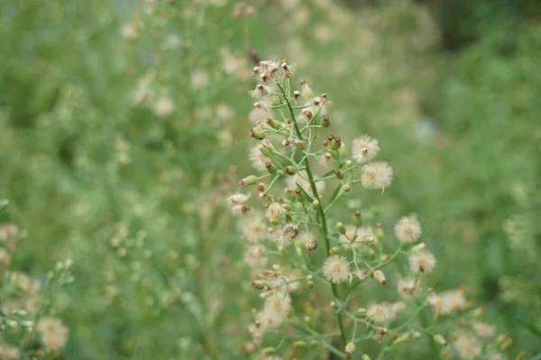 Horseweed Coulter Laennecia Coulteri Família Asteraceae Florescendo Usualmente Maio Outubro — Fotografia de Stock